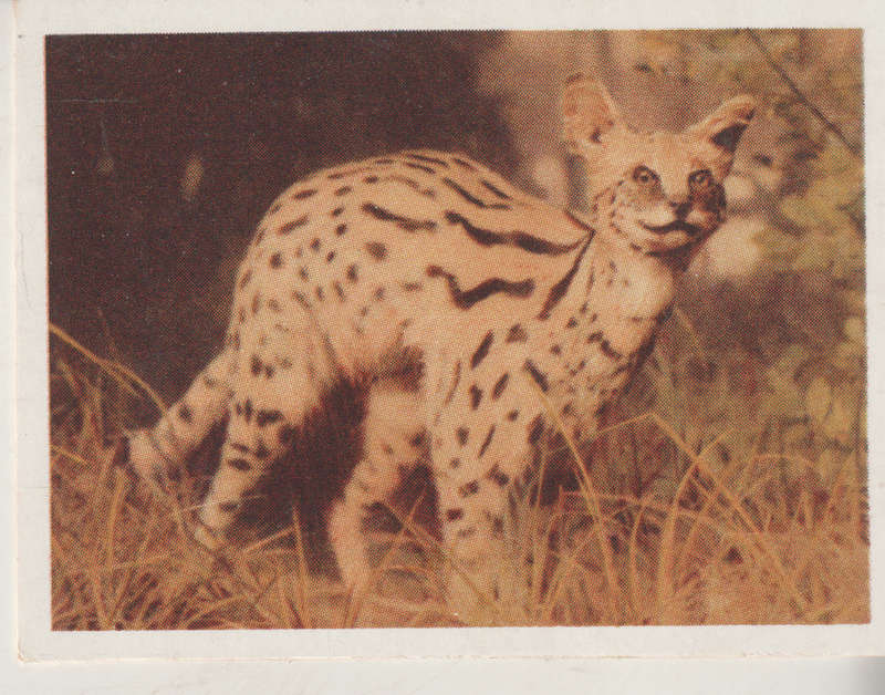 CIGARETTE CARD OUR SOUTH AFRICAN NATIONAL PARKS NO 22