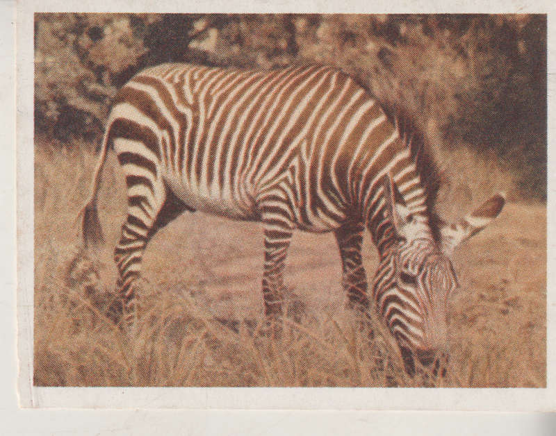 CIGARETTE CARD OUR SOUTH AFRICAN NATIONAL PARKS NO 23