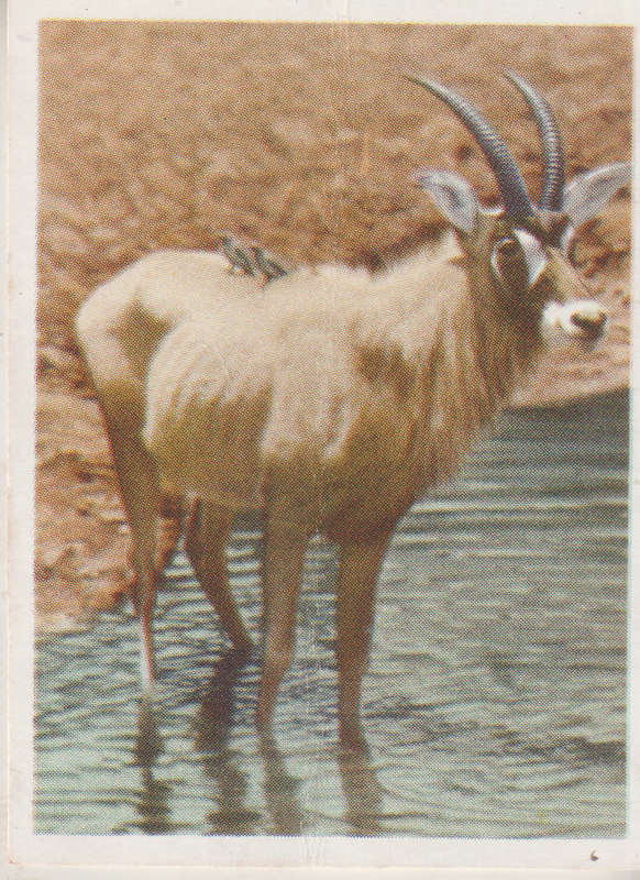 CIGARETTE CARD OUR SOUTH AFRICAN NATIONAL PARKS NO 24
