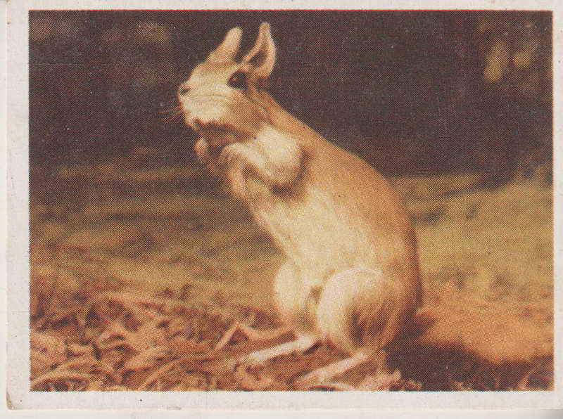 CIGARETTE CARD OUR SOUTH AFRICAN NATIONAL PARKS NO 25