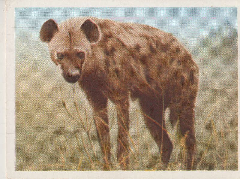 CIGARETTE CARD OUR SOUTH AFRICAN NATIONAL PARKS NO 26