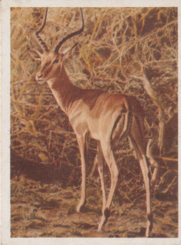 CIGARETTE CARD OUR SOUTH AFRICAN NATIONAL PARKS NO 28