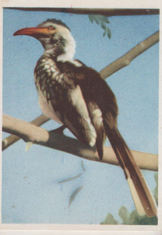 CIGARETTE CARD OUR SOUTH AFRICAN NATIONAL PARKS NO 32