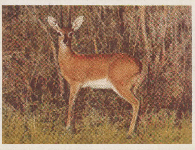 CIGARETTE CARD OUR SOUTH AFRICAN NATIONAL PARKS NO 33