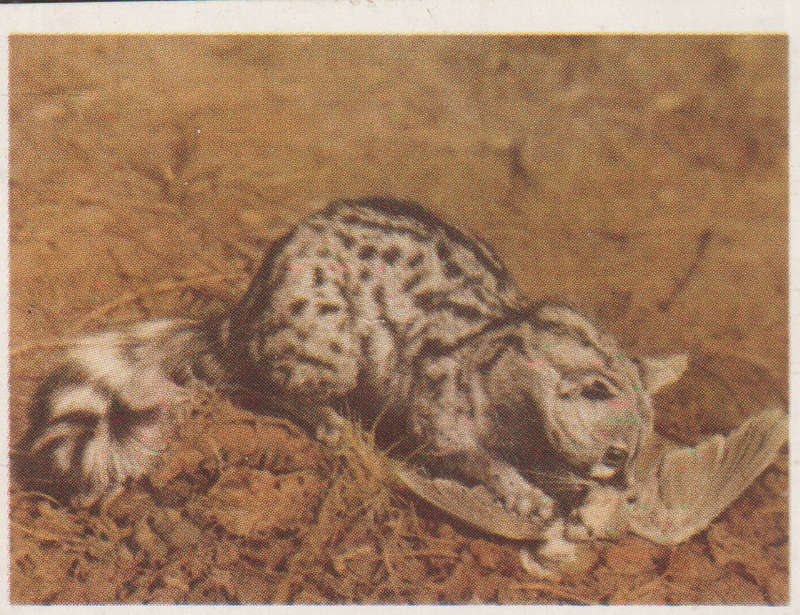 CIGARETTE CARD OUR SOUTH AFRICAN NATIONAL PARKS NO 34