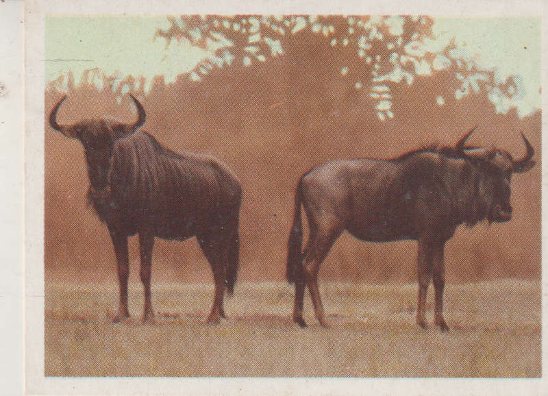 CIGARETTE CARD OUR SOUTH AFRICAN NATIONAL PARKS NO 38