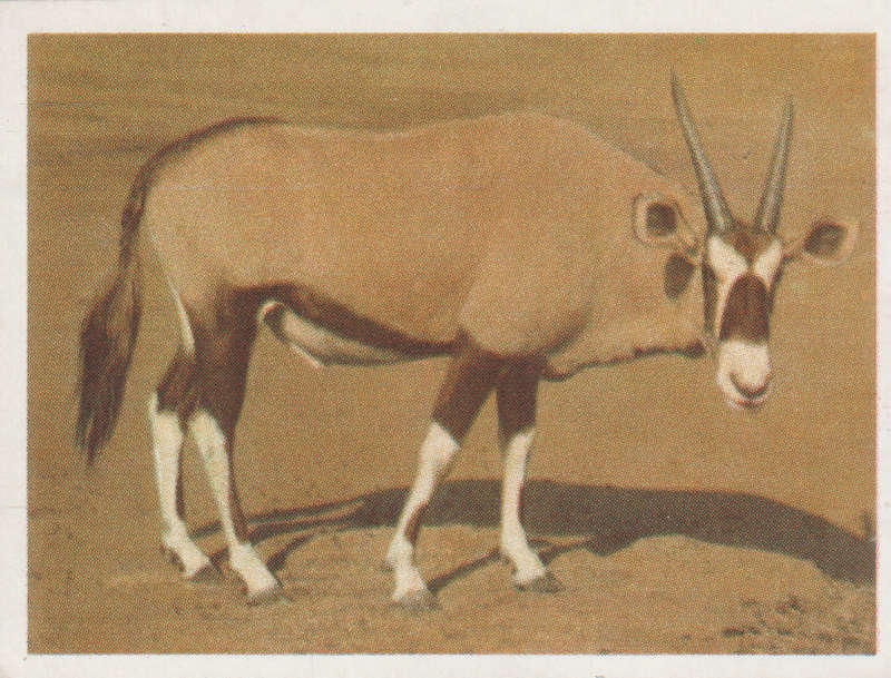 CIGARETTE CARD OUR SOUTH AFRICAN NATIONAL PARKS NO 41