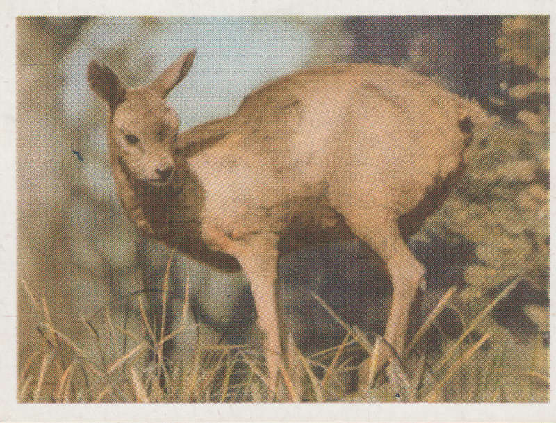 CIGARETTE CARD OUR SOUTH AFRICAN NATIONAL PARKS NO 43