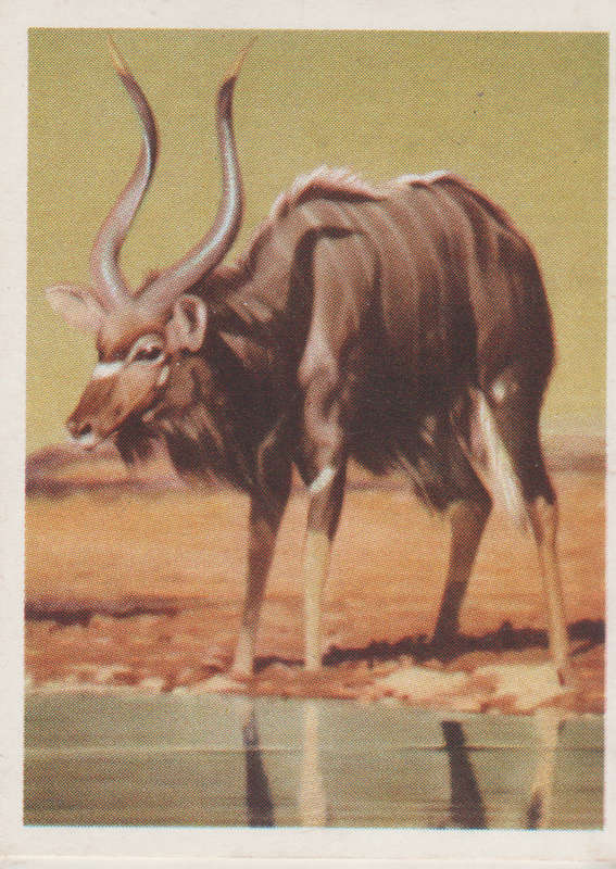 CIGARETTE CARD OUR SOUTH AFRICAN NATIONAL PARKS NO 44