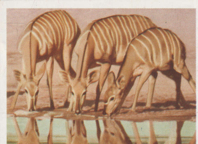 CIGARETTE CARD OUR SOUTH AFRICAN NATIONAL PARKS NO 45