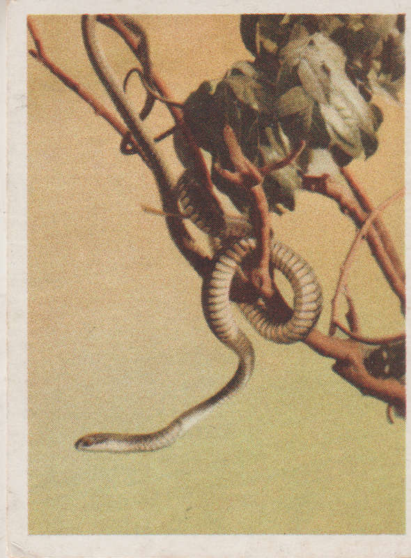 CIGARETTE CARD OUR SOUTH AFRICAN NATIONAL PARKS  NO 52