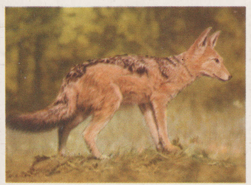 CIGARETTE CARD OUR SOUTH AFRICAN NATIONAL PARKS  NO 53
