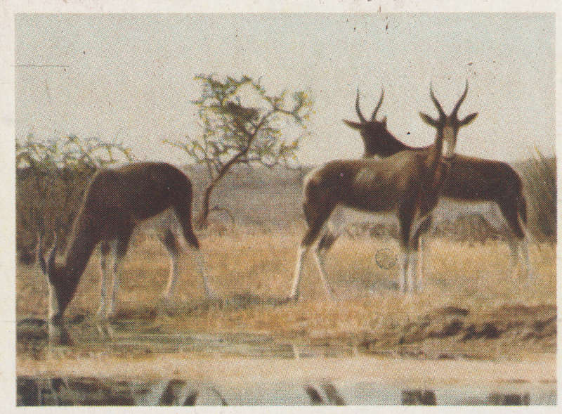 CIGARETTE CARD OUR SOUTH AFRICAN NATIONAL PARKS  NO 54