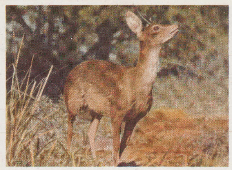 CIGARETTE CARD OUR SOUTH AFRICAN NATIONAL PARKS  NO 55