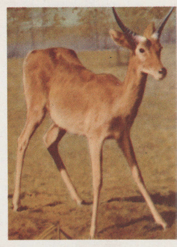 CIGARETTE CARD OUR SOUTH AFRICAN NATIONAL PARKS  NO 56