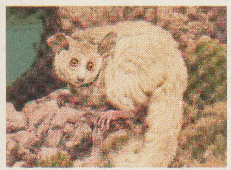 CIGARETTE CARD OUR SOUTH AFRICAN NATIONAL PARKS  NO 57