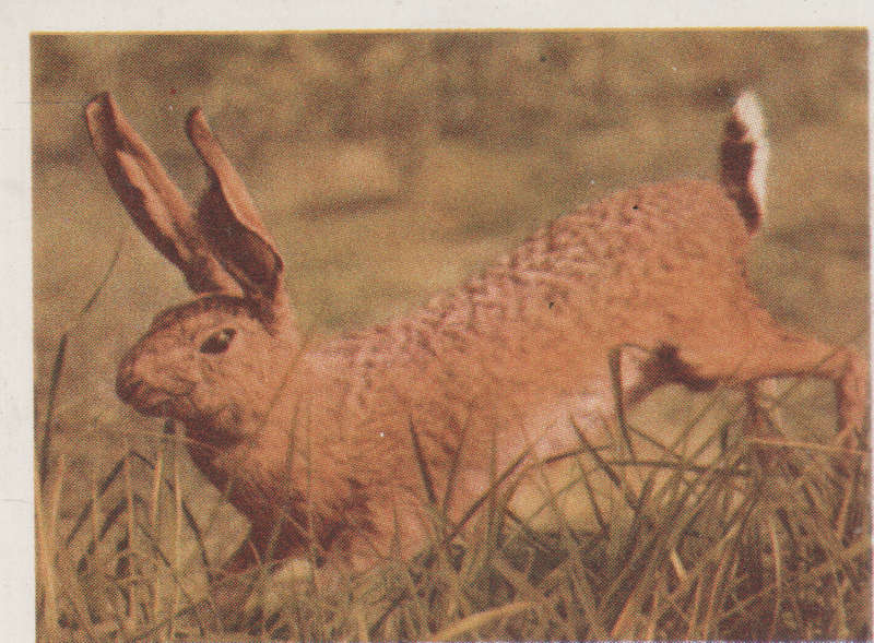CIGARETTE CARD OUR SOUTH AFRICAN NATIONAL PARKS  NO 58