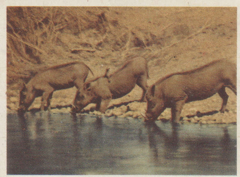 CIGARETTE CARD OUR SOUTH AFRICAN NATIONAL PARKS  NO 59