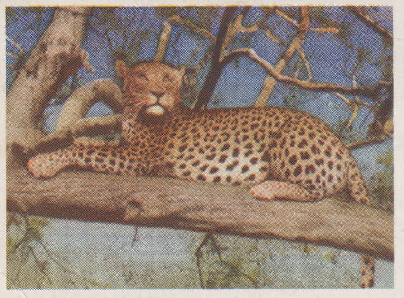 CIGARETTE CARD OUR SOUTH AFRICAN NATIONAL PARKS  NO 60