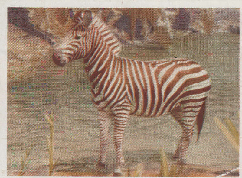 CIGARETTE CARD OUR SOUTH AFRICAN NATIONAL PARKS  NO 61