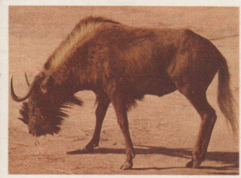 CIGARETTE CARD OUR SOUTH AFRICAN NATIONAL PARKS  NO 63