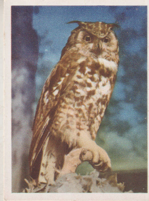 CIGARETTE CARD OUR SOUTH AFRICAN NATIONAL PARKS  NO 64