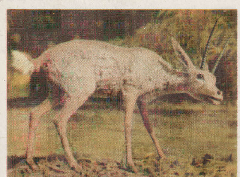 CIGARETTE CARD OUR SOUTH AFRICAN NATIONAL PARKS  NO 66
