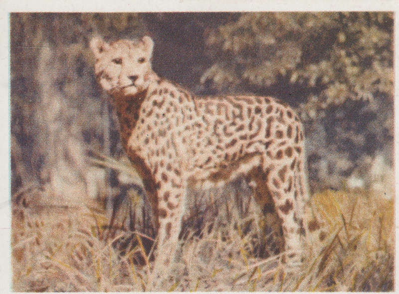 CIGARETTE CARD OUR SOUTH AFRICAN NATIONAL PARKS  NO 70