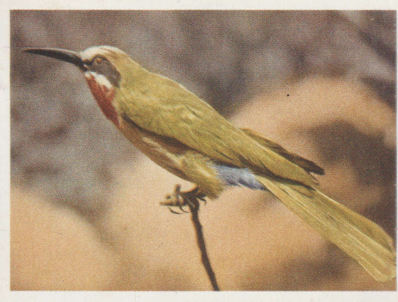 CIGARETTE CARD OUR SOUTH AFRICAN NATIONAL PARKS  NO 71