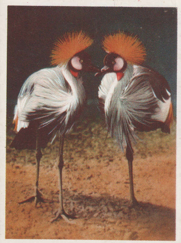 CIGARETTE CARD OUR SOUTH AFRICAN NATIONAL PARKS  NO 72