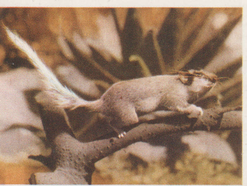 CIGARETTE CARD OUR SOUTH AFRICAN NATIONAL PARKS  NO 73