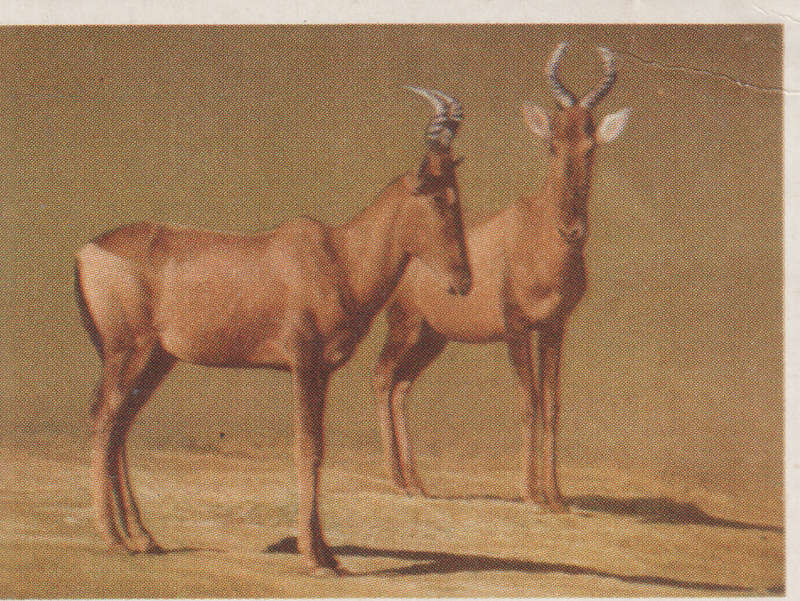CIGARETTE CARD OUR SOUTH AFRICAN NATIONAL PARKS  NO 74