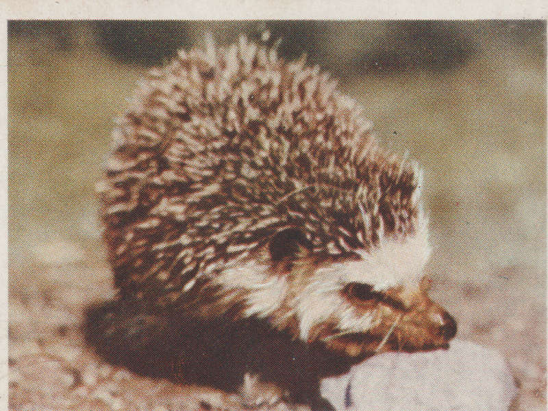 CIGARETTE CARD OUR SOUTH AFRICAN NATIONAL PARKS  NO 75