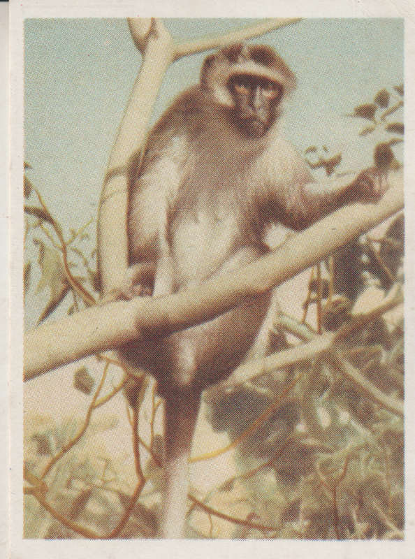 CIGARETTE CARD OUR SOUTH AFRICAN NATIONAL PARKS  NO 76
