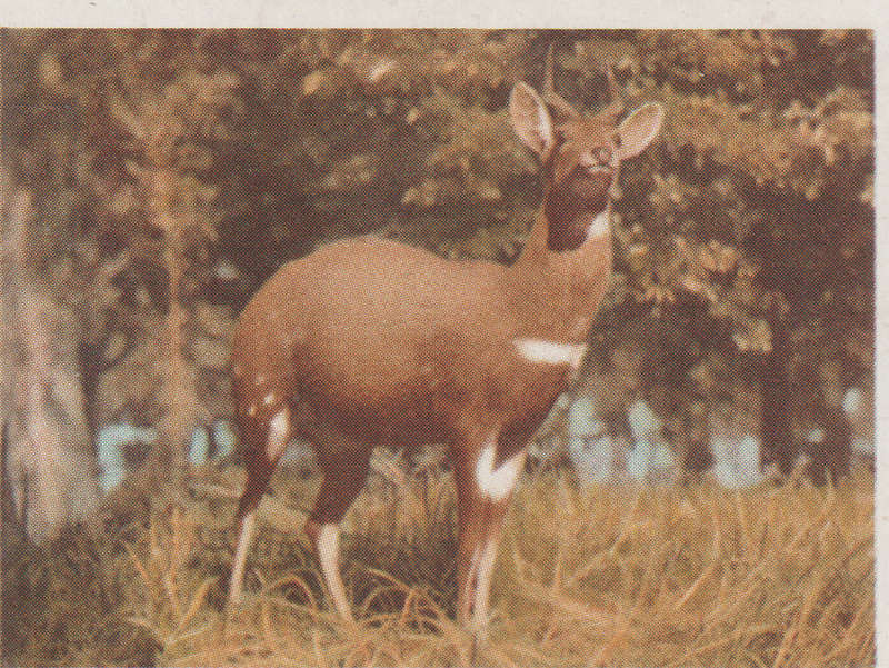 CIGARETTE CARD OUR SOUTH AFRICAN NATIONAL PARKS  NO 78