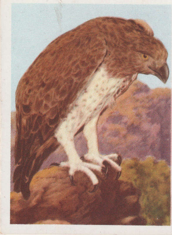 CIGARETTE CARD OUR SOUTH AFRICAN NATIONAL PARKS  NO 80