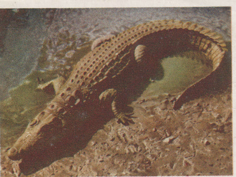 CIGARETTE CARD OUR SOUTH AFRICAN NATIONAL PARKS  NO 81