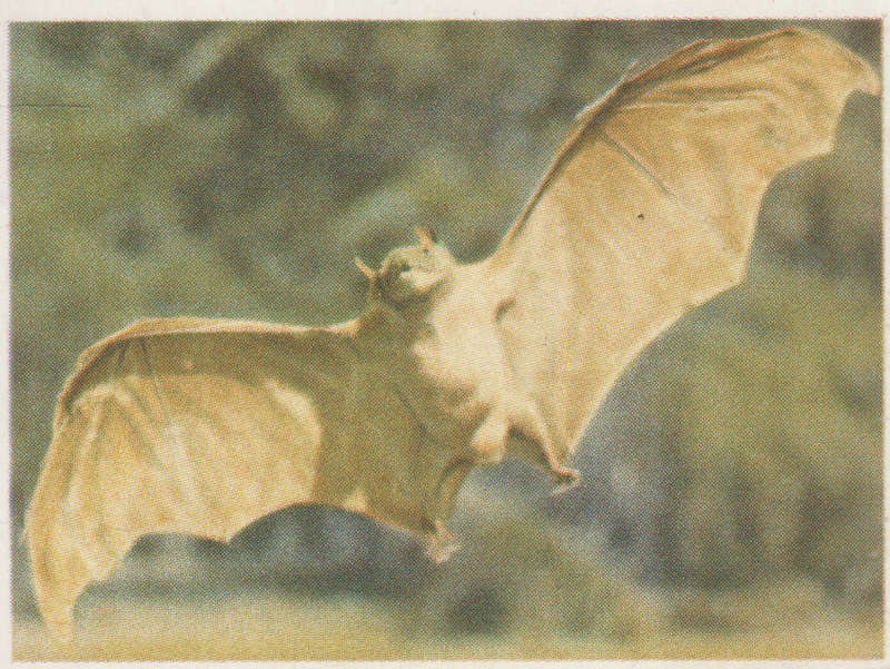 CIGARETTE CARD OUR SOUTH AFRICAN NATIONAL PARKS  NO 82
