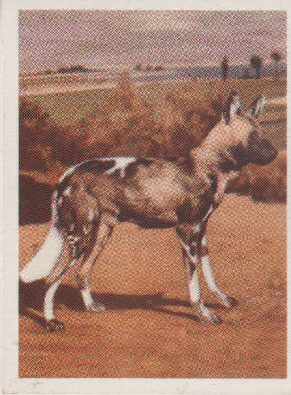 CIGARETTE CARD OUR SOUTH AFRICAN NATIONAL PARKS  NO 84
