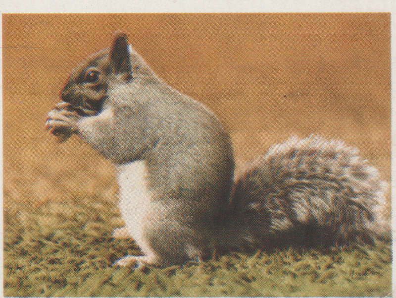 CIGARETTE CARD OUR SOUTH AFRICAN NATIONAL PARKS  NO 85