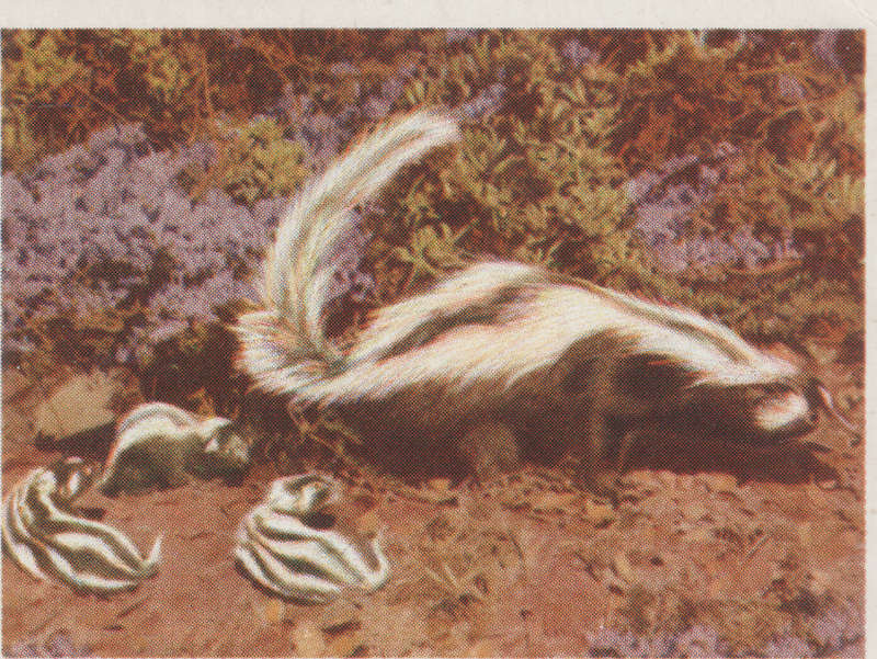 CIGARETTE CARD OUR SOUTH AFRICAN NATIONAL PARKS  NO 86