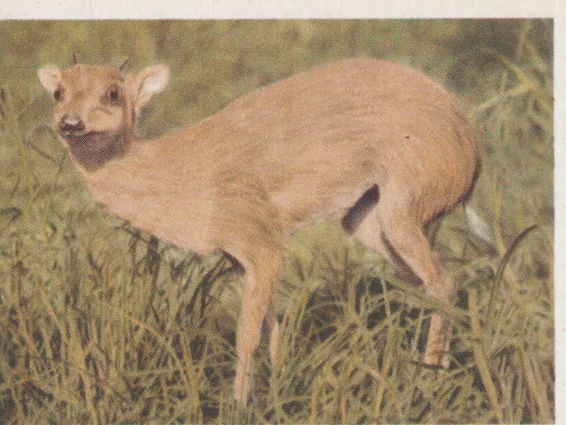 CIGARETTE CARD OUR SOUTH AFRICAN NATIONAL PARKS  NO 87