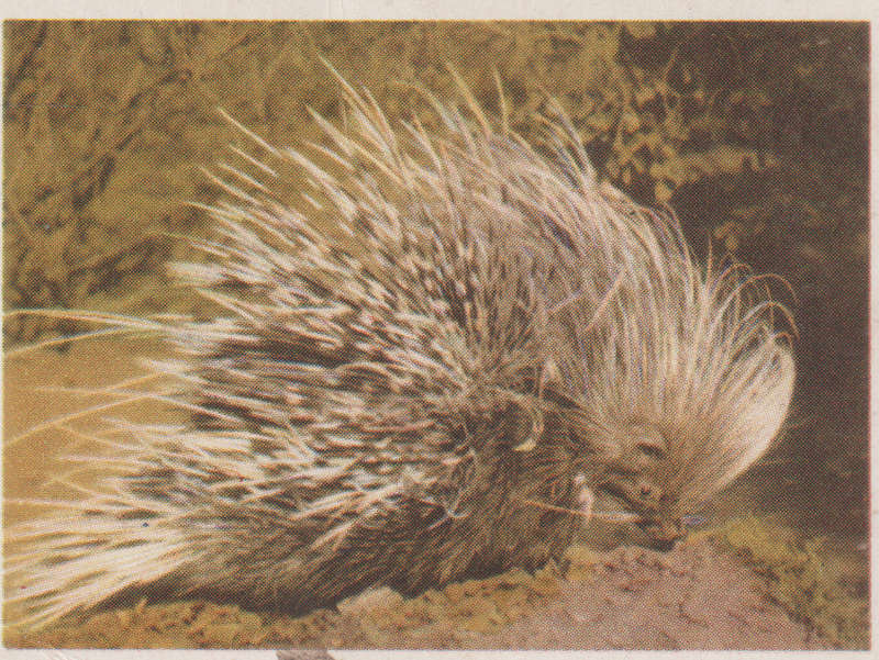 CIGARETTE CARD OUR SOUTH AFRICAN NATIONAL PARKS  NO 88