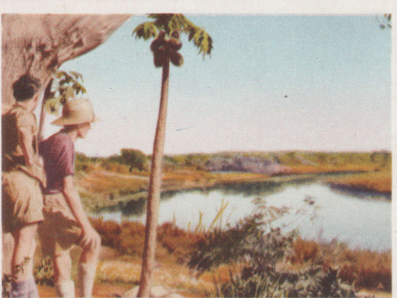 CIGARETTE CARD OUR SOUTH AFRICAN NATIONAL PARKS  NO 90