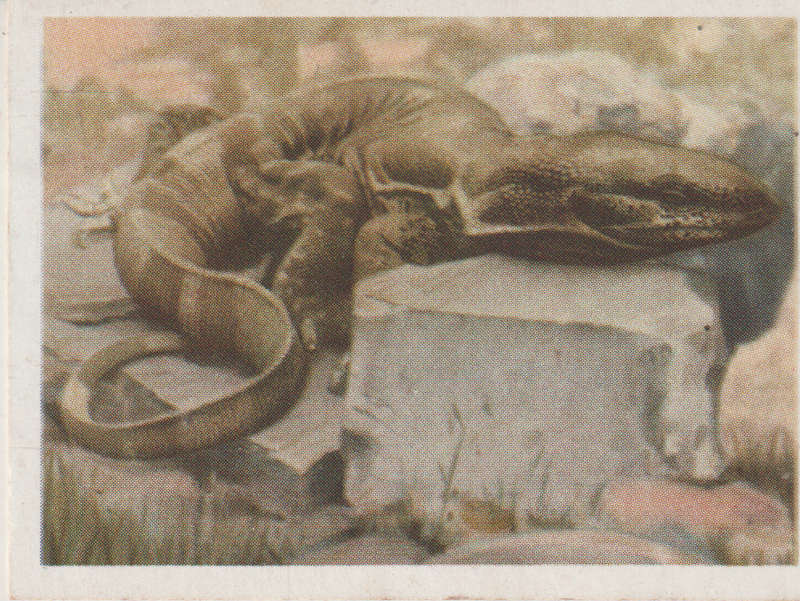 CIGARETTE CARD OUR SOUTH AFRICAN NATIONAL PARKS NO 95