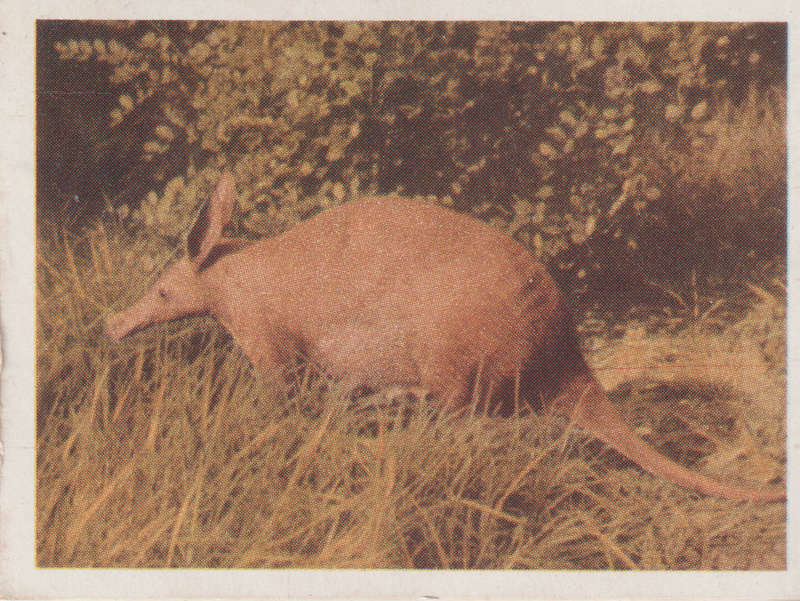 CIGARETTE CARD OUR SOUTH AFRICAN NATIONAL PARKS NO 96