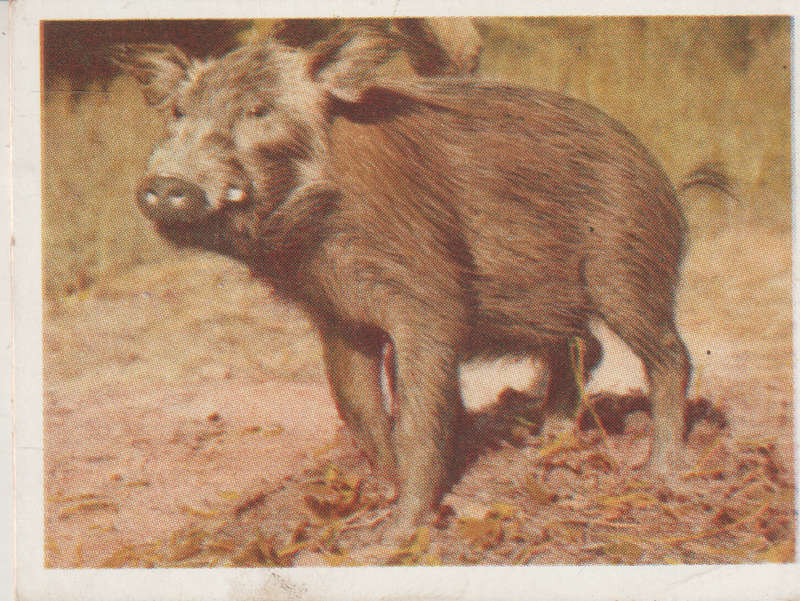 CIGARETTE CARD OUR SOUTH AFRICAN NATIONAL PARKS NO 97