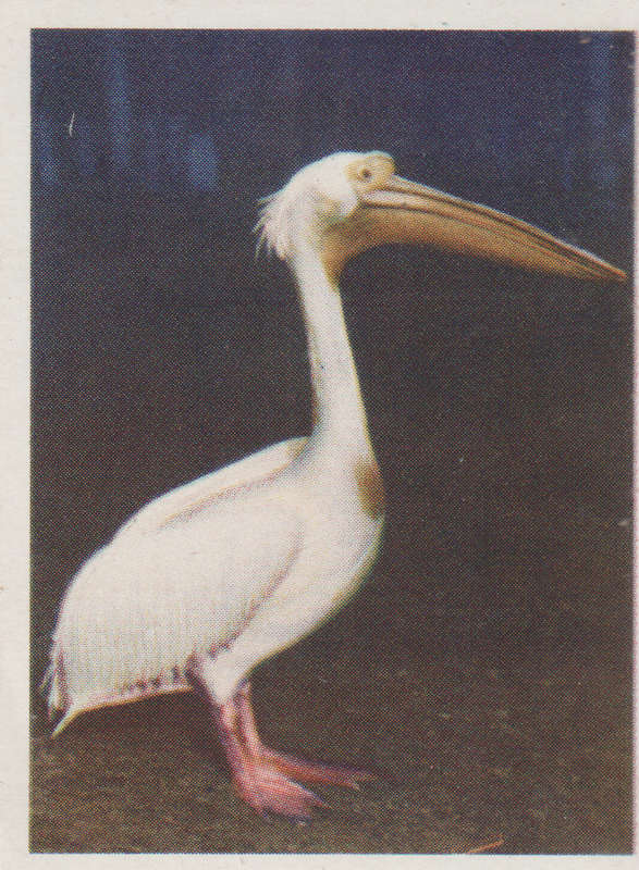 CIGARETTE CARD OUR SOUTH AFRICAN NATIONAL PARKS NO 100