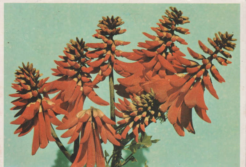 OLD USED POST CARD OLD POST OFFICE TREE CANCEL