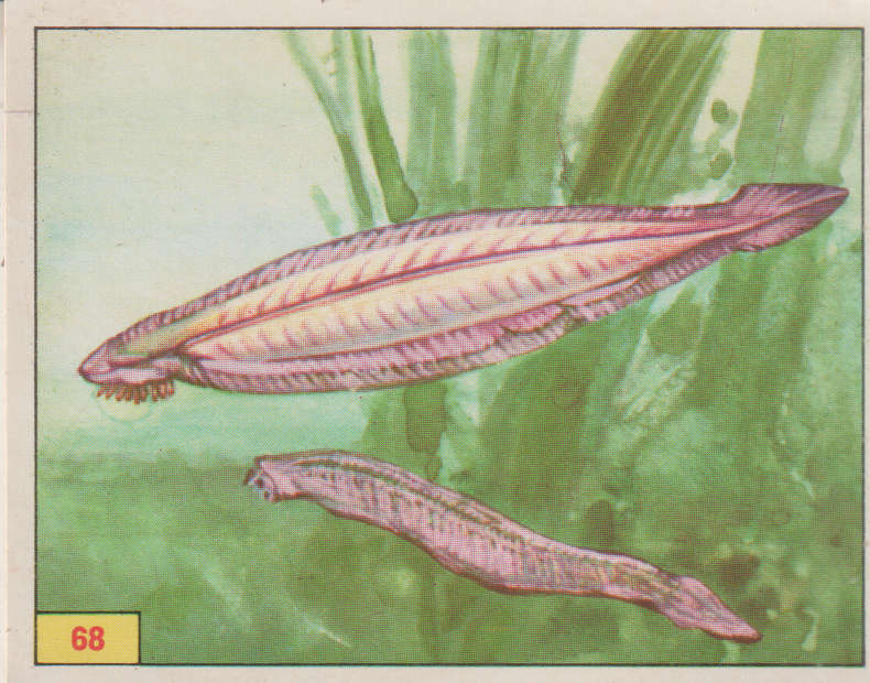 PANINI PREHISTORIC ANIMALS NO 68